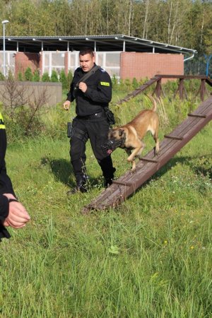 przewodnicy psów i ich podopieczni