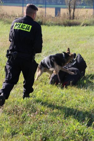 przewodnicy psów i ich podopieczni