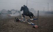 koń skacze przez przeszkodę
