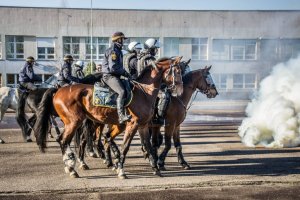 Atestacja koni policyjnych