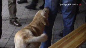 Akcja katowickich policjantów - 37 osób zatrzymanych z narkotykami