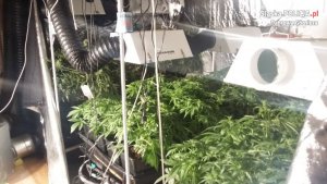 Zlikwidowana plantacja konopi