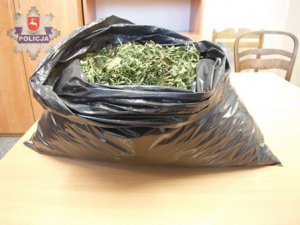 Ujawniona przez Policjantów marihuana