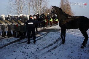 Atestacja koni policyjnych