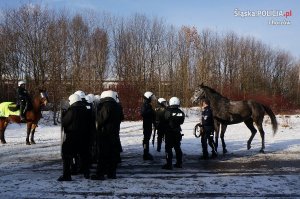 Atestacja koni policyjnych