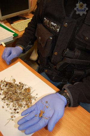 zabezpieczone środki odurzające