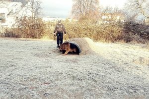 Toro na zasłużonej emeryturze – policyjny pies zamieszka ze swoim przewodnikiem