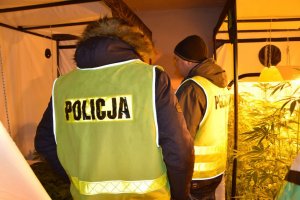 Policjanci zlikwidowali domową uprawę marihuany