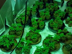 Śląska plantacja zlikwidowana