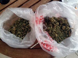 Śląska plantacja zlikwidowana