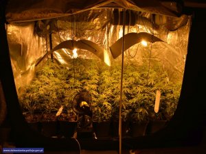 Zlikwidowane 3 plantacje konopi - producent narkotyków i diler tymczasowo aresztowany