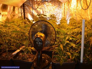 Zlikwidowane 3 plantacje konopi - producent narkotyków i diler tymczasowo aresztowany