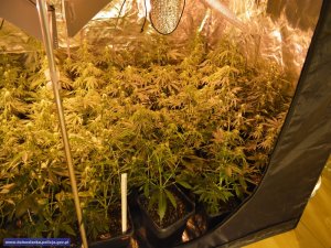 Zlikwidowane 3 plantacje konopi - producent narkotyków i diler tymczasowo aresztowany