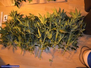 Zlikwidowane 3 plantacje konopi - producent narkotyków i diler tymczasowo aresztowany