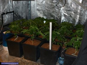 Zlikwidowane 3 plantacje konopi - producent narkotyków i diler tymczasowo aresztowany