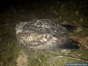 Uratowany orzeł bielik