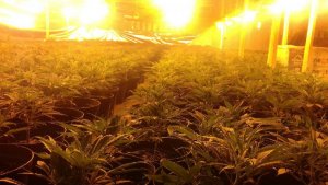 plantacja konopi indyjskich