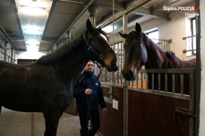 Nowe wierzchowce w śląskiej policji