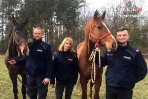 Nowe wierzchowce w śląskiej policji