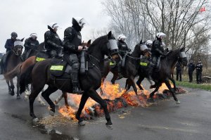 Egzamin policyjnych wierzchowców