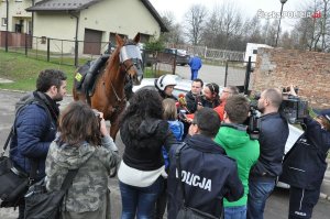 Egzamin policyjnych wierzchowców