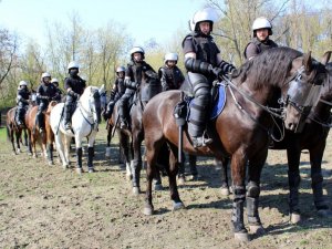 Certyfikacja koni przeznaczonych do służby w policji