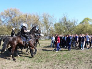 Certyfikacja koni przeznaczonych do służby w policji