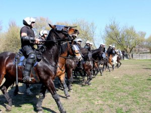 Certyfikacja koni przeznaczonych do służby w policji