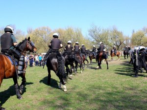 Certyfikacja koni przeznaczonych do służby w policji