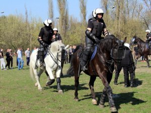 Certyfikacja koni przeznaczonych do służby w policji