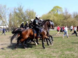 Certyfikacja koni przeznaczonych do służby w policji