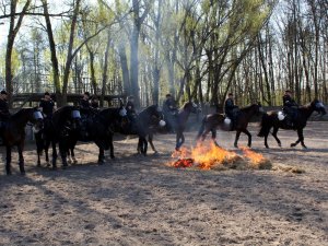 Certyfikacja koni przeznaczonych do służby w policji