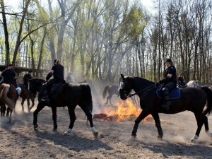 Certyfikacja koni przeznaczonych do służby w policji