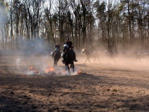 Certyfikacja koni przeznaczonych do służby w policji