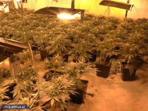 Trzy plantacje marihuany zlikwidowane przez policjantów CBŚP