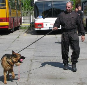 Ćwiczenia policyjnych psów służbowych