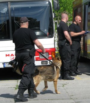 Ćwiczenia policyjnych psów służbowych