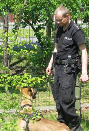 Ćwiczenia policyjnych psów służbowych
