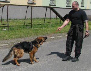 Ćwiczenia policyjnych psów służbowych