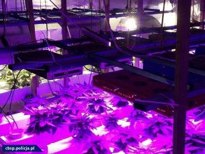 Hydroponiczna plantacja marihuany z nowatorskim oświetleniem LED zlikwidowana przez opolski CBŚP