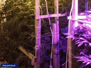 Hydroponiczna plantacja marihuany z nowatorskim oświetleniem LED zlikwidowana przez opolski CBŚP