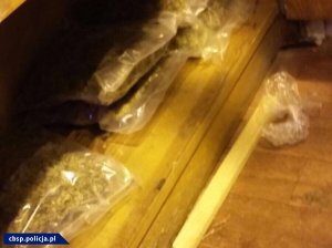 Hydroponiczna plantacja marihuany z nowatorskim oświetleniem LED zlikwidowana przez opolski CBŚP