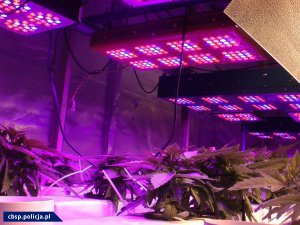 Hydroponiczna plantacja marihuany z nowatorskim oświetleniem LED zlikwidowana przez opolski CBŚP
