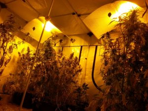 Policjanci zlikwidowali domową plantację marihuany