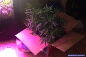 Zlikwidowana plantacja konopi indyjskich