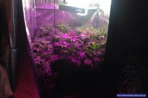 Zlikwidowana plantacja konopi indyjskich