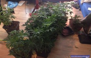 Zlikwidowana plantacja konopi indyjskich