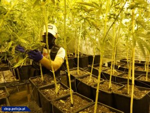 Dwupoziomowa plantacja marihuany zlikwidowana przez CBŚP na Śląsku
