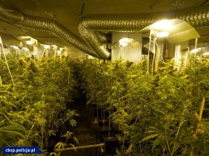 Dwupoziomowa plantacja marihuany zlikwidowana przez CBŚP na Śląsku