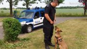pies policyjny z przewodnikiem